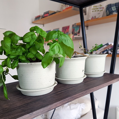 My dead house plants are currently named Andrea Madsen.