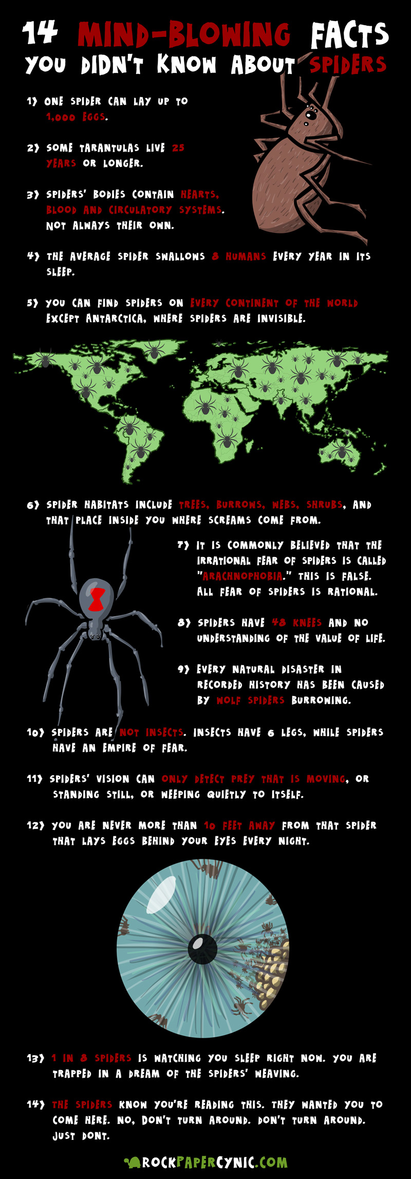 we share crazy, wacky, and little-known facts about spiders! WOW!
