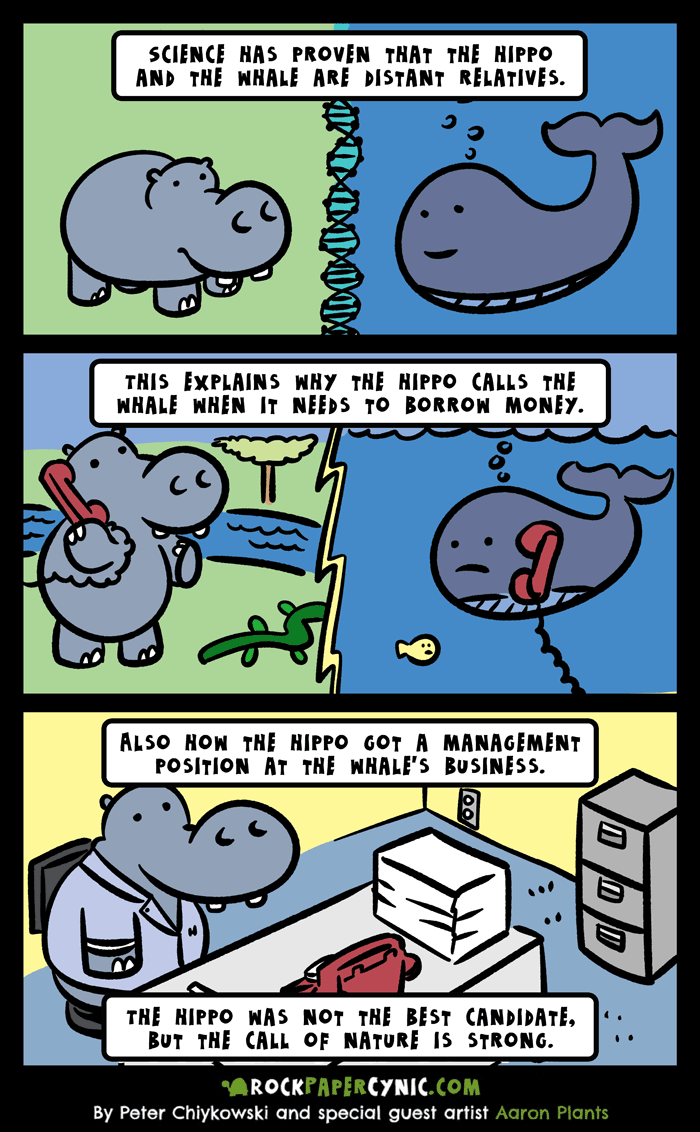 new science reveals that the hippo and the whale are distant relatives with a story to tell