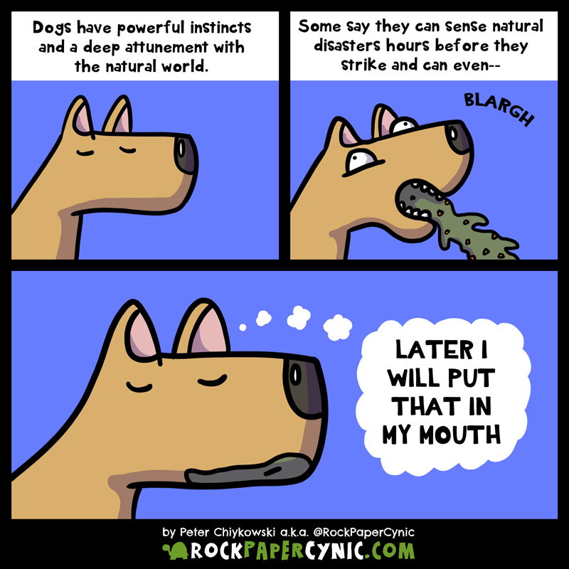 here are some amazing facts about dogs and their instincts